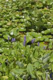 Pickerelweed, Pontederia cordata