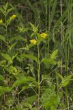 Fringed Loosestrife, Lysimachia ciliata