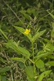 Fringed Loosestrife, Lysimachia ciliata