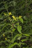 Fringed Loosestrife, Lysimachia ciliata