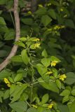 Fringed Loosestrife, Lysimachia ciliata