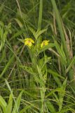 Fringed Loosestrife, Lysimachia ciliata