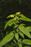 Fringed Loosestrife, Lysimachia ciliata
