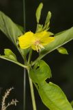 Fringed Loosestrife, Lysimachia ciliata