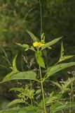 Fringed Loosestrife, Lysimachia ciliata