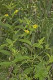 Fringed Loosestrife, Lysimachia ciliata