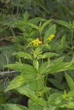 Fringed Loosestrife, Lysimachia ciliata