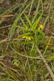 Lanceleaf Loosestrife, Lysimachia lanceolata