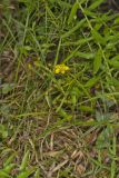 Lanceleaf Loosestrife, Lysimachia lanceolata