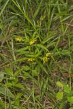 Lanceleaf Loosestrife, Lysimachia lanceolata