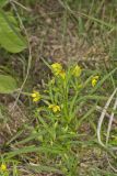 Lanceleaf Loosestrife, Lysimachia lanceolata