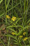 Lanceleaf Loosestrife, Lysimachia lanceolata