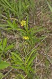 Lanceleaf Loosestrife, Lysimachia lanceolata