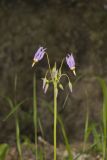 Shooting Star, Dodecatheon meadia