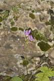 Shooting Star, Dodecatheon meadia