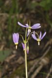 Shooting Star, Dodecatheon meadia