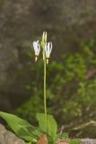 Shooting Star, Dodecatheon meadia