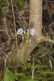 Shooting Star, Dodecatheon meadia