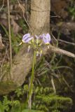 Shooting Star, Dodecatheon meadia
