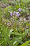 Shooting Star, Dodecatheon meadia