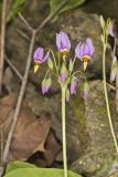 Shooting Star, Dodecatheon meadia