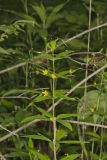 Whorled Loosestrife, Lysimachia quadrifolia