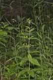 Whorled Loosestrife, Lysimachia quadrifolia