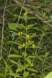 Whorled Loosestrife, Lysimachia quadrifolia