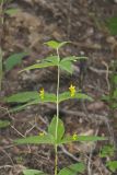 Whorled Loosestrife, Lysimachia quadrifolia