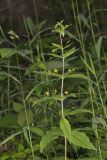Whorled Loosestrife, Lysimachia quadrifolia