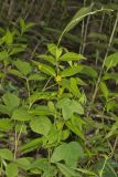 Whorled Loosestrife, Lysimachia quadrifolia