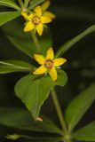 Whorled Loosestrife, Lysimachia quadrifolia