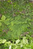 Maidenhair Fern, Adiantum pedatum