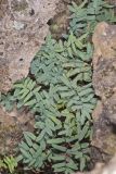 Smooth Cliffbrake, Pellaea glabella