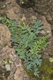 Smooth Cliffbrake, Pellaea glabella