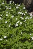 Canada Anemone, Anemone Canadensis