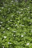 Canada Anemone, Anemone Canadensis