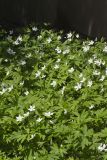 Canada Anemone, Anemone Canadensis