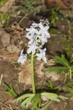 Dwarf Larkspur, Delphinium tricorne