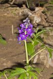 Dwarf Larkspur, Delphinium tricorne