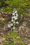 Dwarf Larkspur, Delphinium tricorne