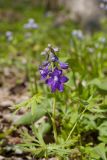 Dwarf Larkspur, Delphinium tricorne