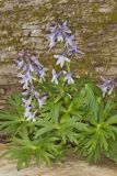 Dwarf Larkspur, Delphinium tricorne