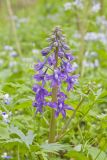 Dwarf Larkspur, Delphinium tricorne