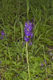Dwarf Larkspur, Delphinium tricorne