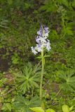 Dwarf Larkspur, Delphinium tricorne