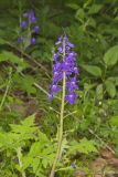 Dwarf Larkspur, Delphinium tricorne