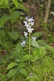 Dwarf Larkspur, Delphinium tricorne