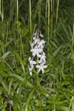 Dwarf Larkspur, Delphinium tricorne