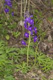 Dwarf Larkspur, Delphinium tricorne